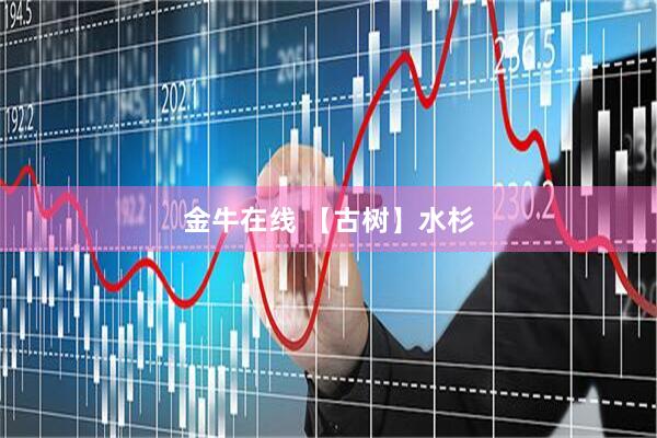 金牛在线 【古树】水杉